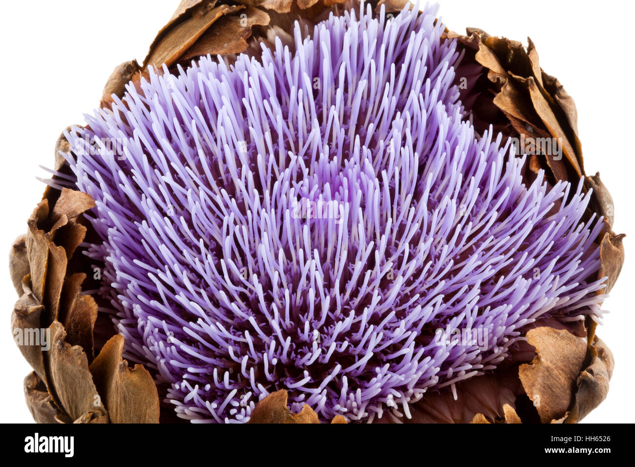 Purple flower of an Artichoke Stock Photo