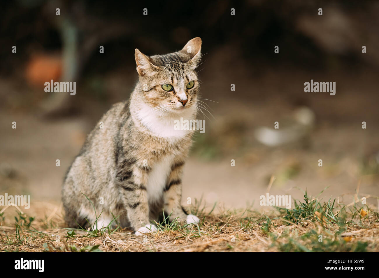 Gray And White Mixed Breed Short Haired Domestic Young Cat