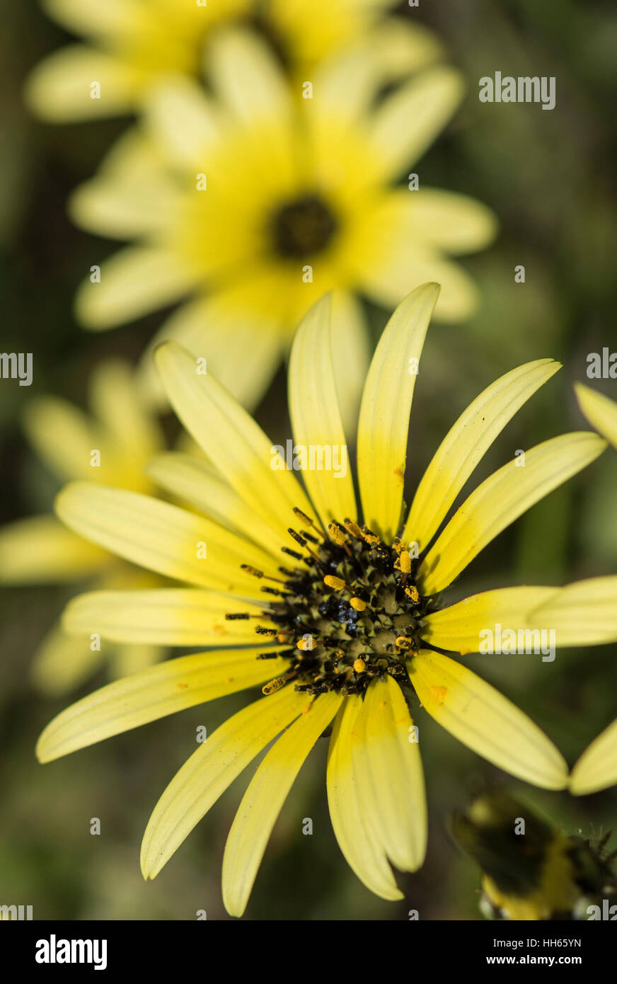 Flora and fauna animal hi-res stock photography and images - Alamy