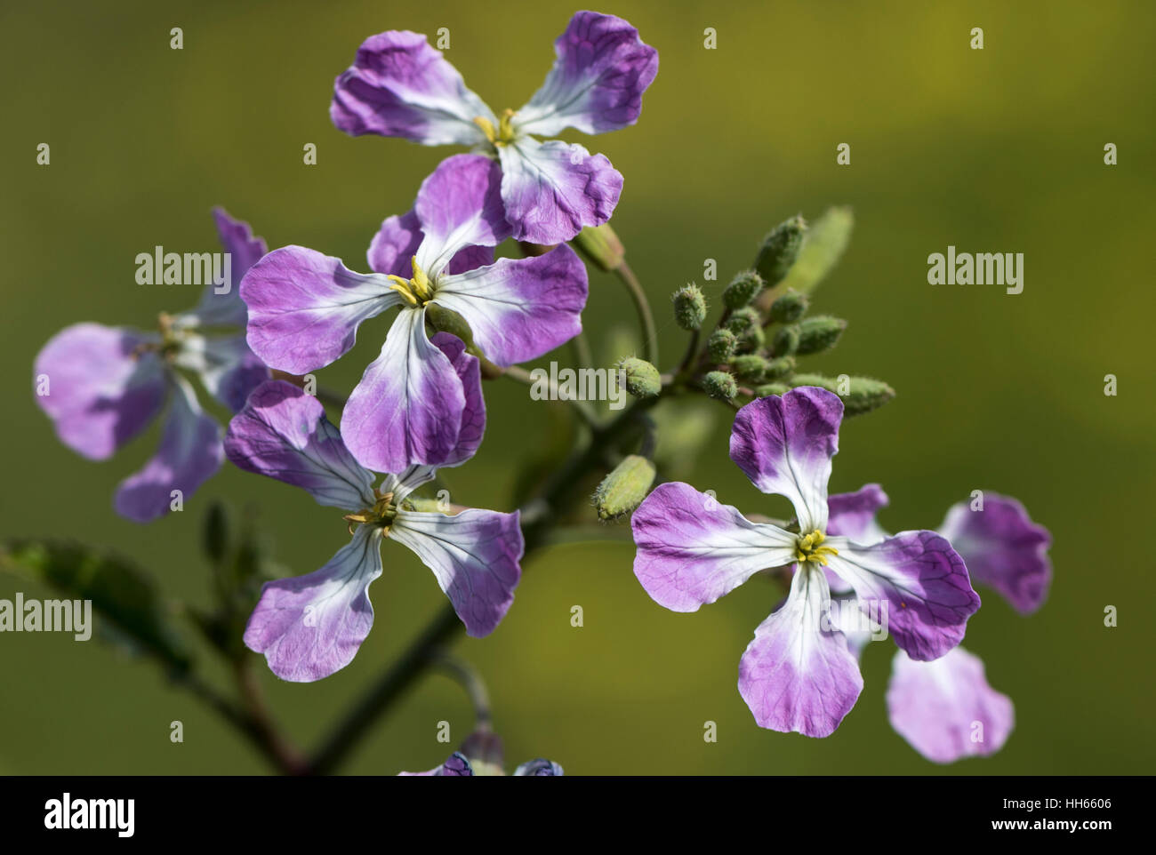 Flora and fauna animal hi-res stock photography and images - Alamy