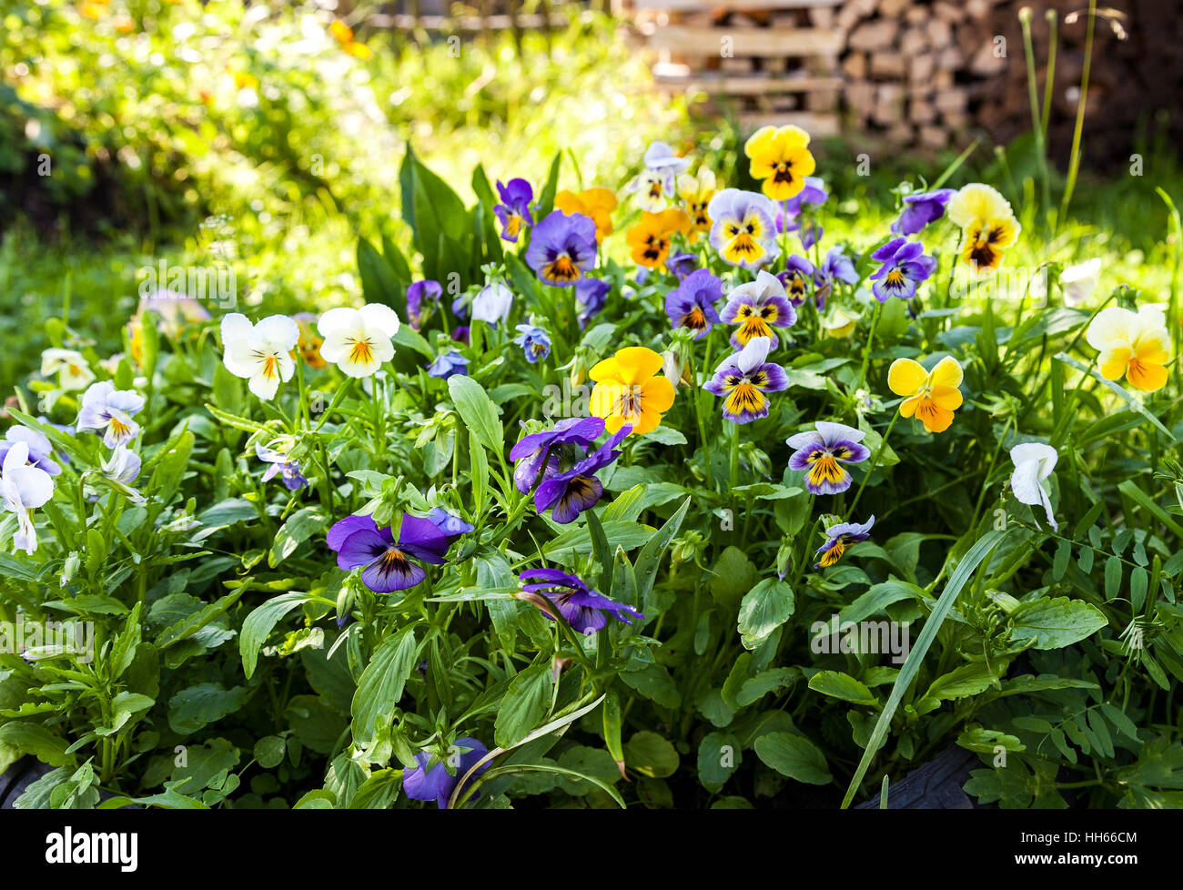 Perennial violas hires stock photography and images Alamy