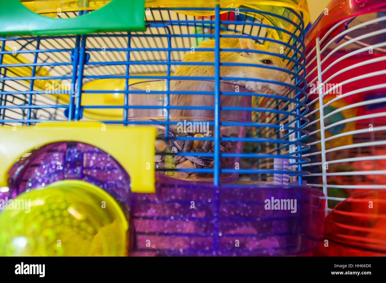 A Gerbil in a cage Stock Photo