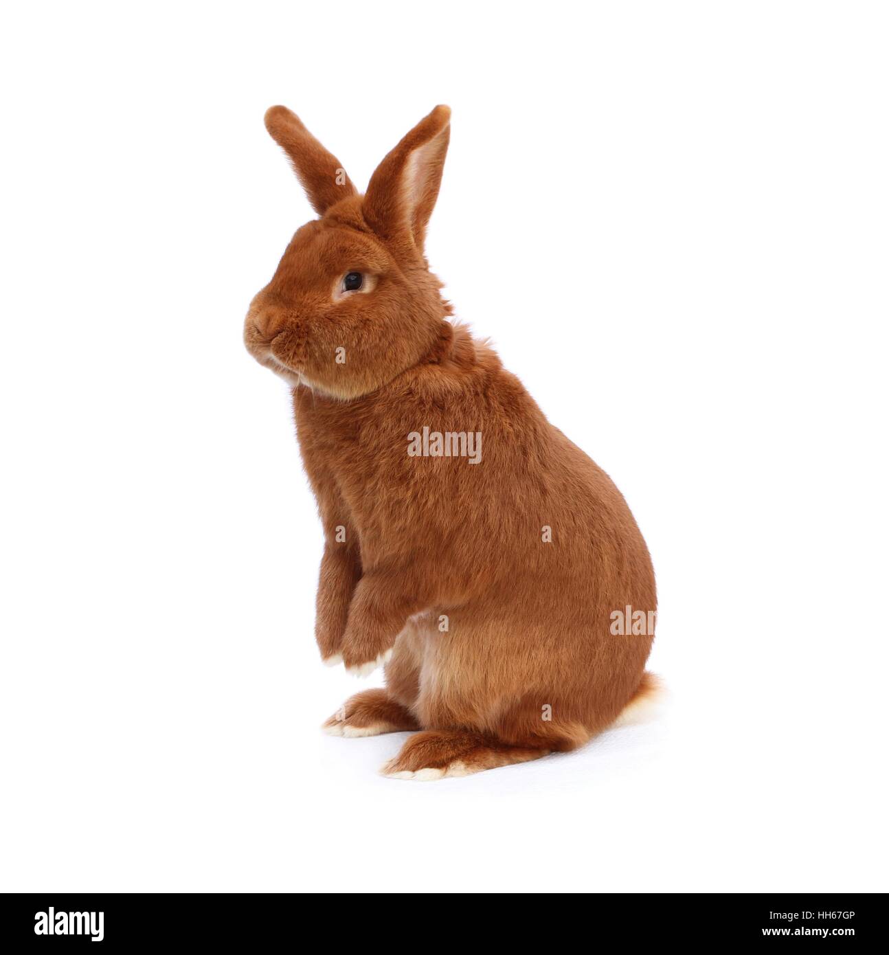 Dewlap rabbit hi-res stock photography and images - Alamy