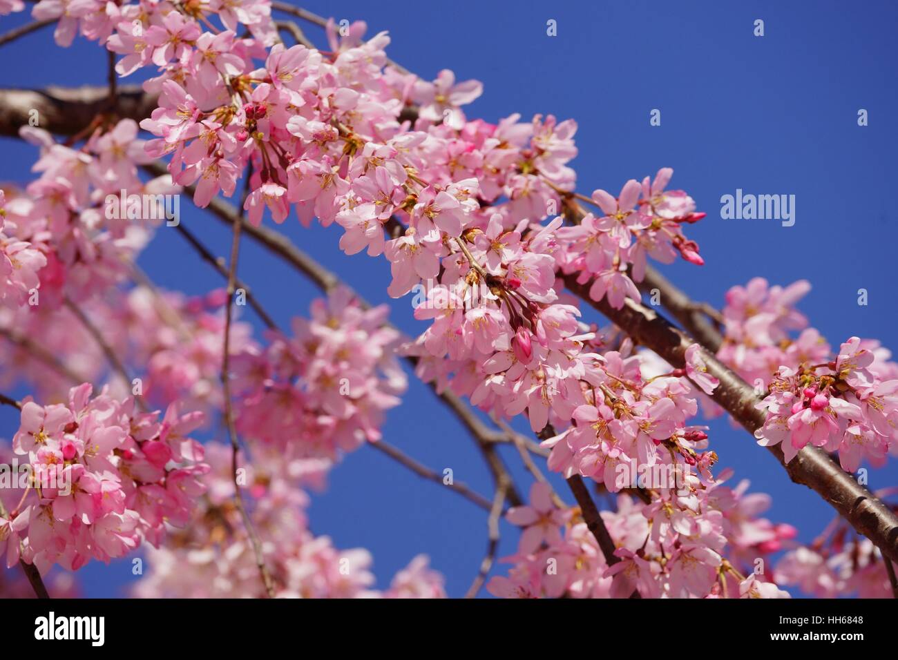 Pink cherry blossom up close over a bright blue sky Stock Photo - Alamy