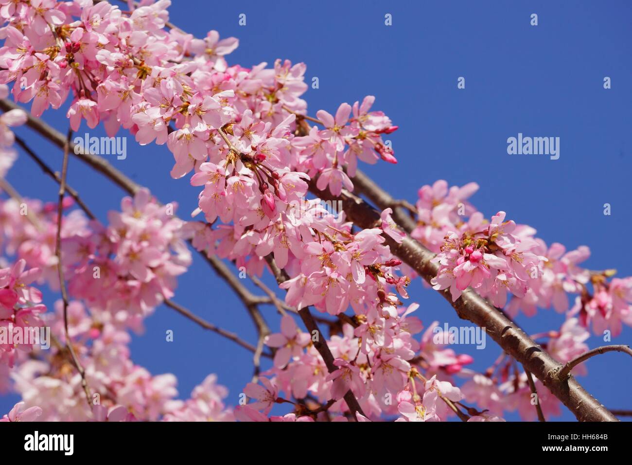 Pink cherry blossom up close over a bright blue sky Stock Photo - Alamy