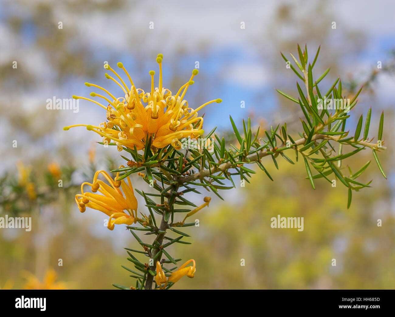 Australian golden orange wildflower Grevillea juniperine molonglo in flower bloom in winter and spring Stock Photo