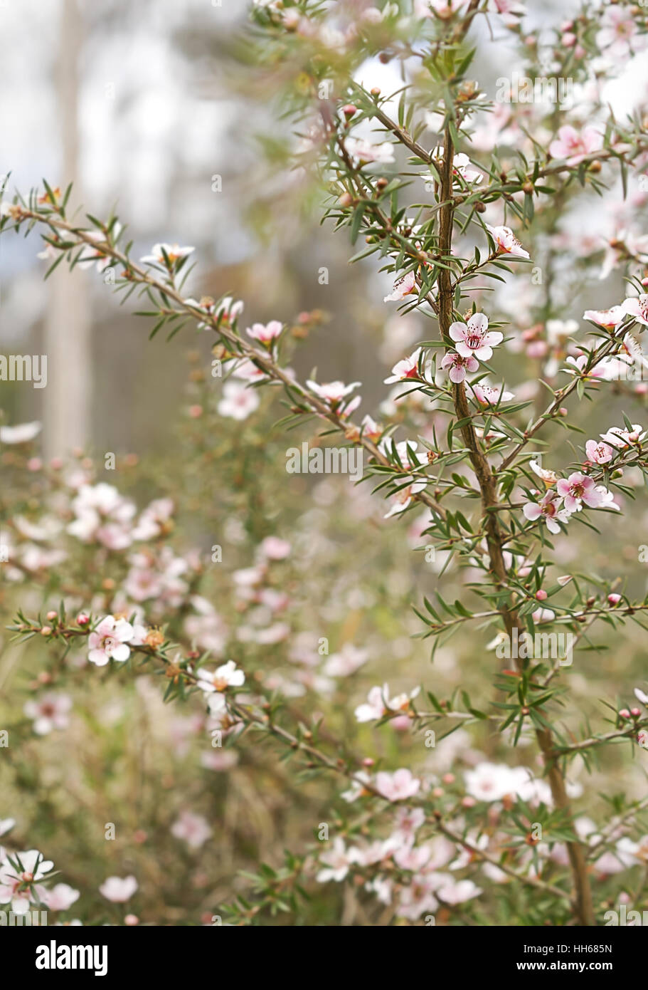 Spring background Australian Wildflowers Pink Cascade Leptospermum flowers in portrait view , live, living, Stock Photo