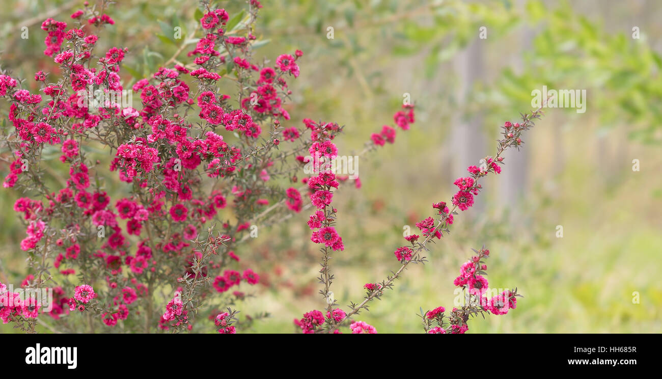 Pink Australian leptospermum flowers in spring suitable for sincere condolences or love greetings card greeting, romance, fun, beautiful, floral, flor Stock Photo