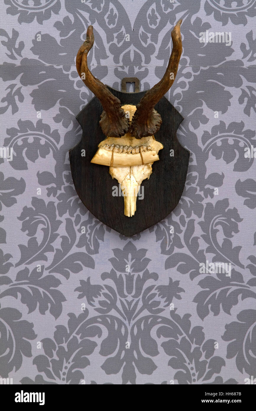 Old antlers on a wooden plate with floral wallpaper Stock Photo - Alamy