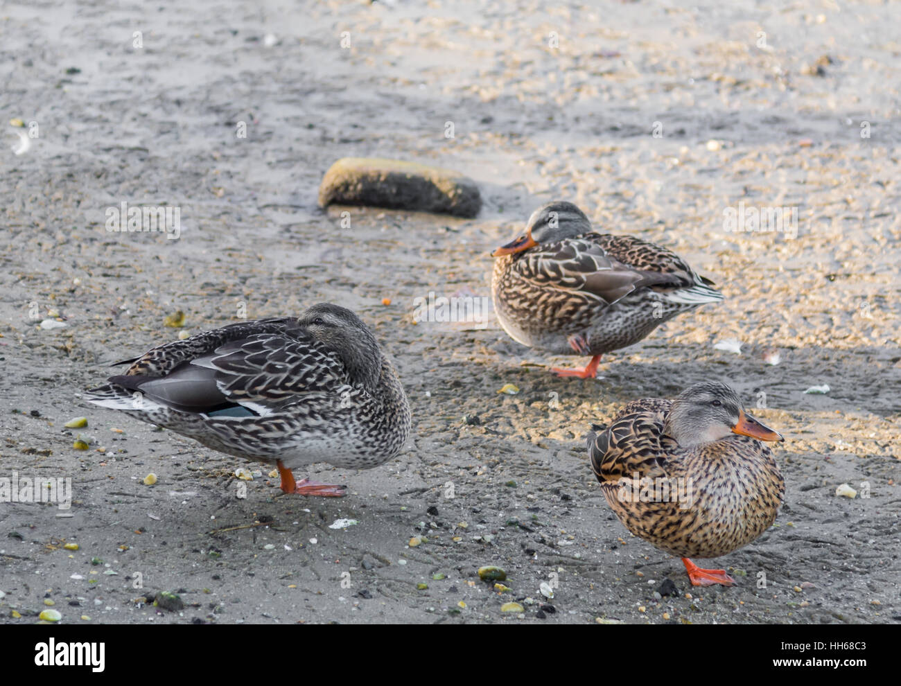 a group of three mallards, ducks all standing on one leg each in Sag Harbor, NY Stock Photo