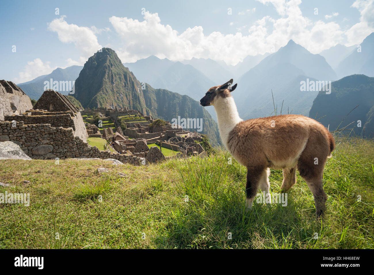 The ancient city of Machu Picchu, Peru. Llama overlooking ruins on the Inca citadel in the Andes Mountains and the river valley below Stock Photo