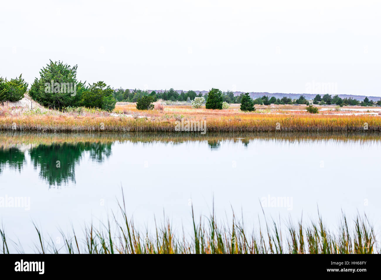 a body of very still water with naturally growing vegetation Stock Photo