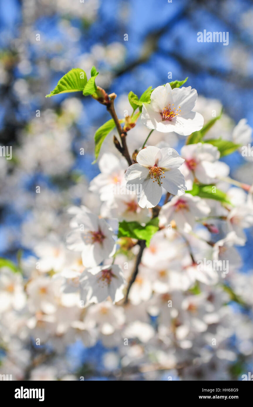 Japanese cherry blossom trees in the morning light. Flowering tree ...
