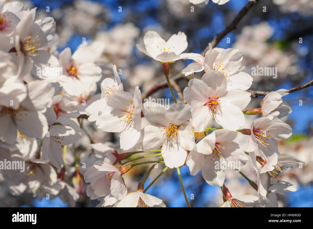 Japanese cherry blossom trees in the morning light. Flowering tree ...