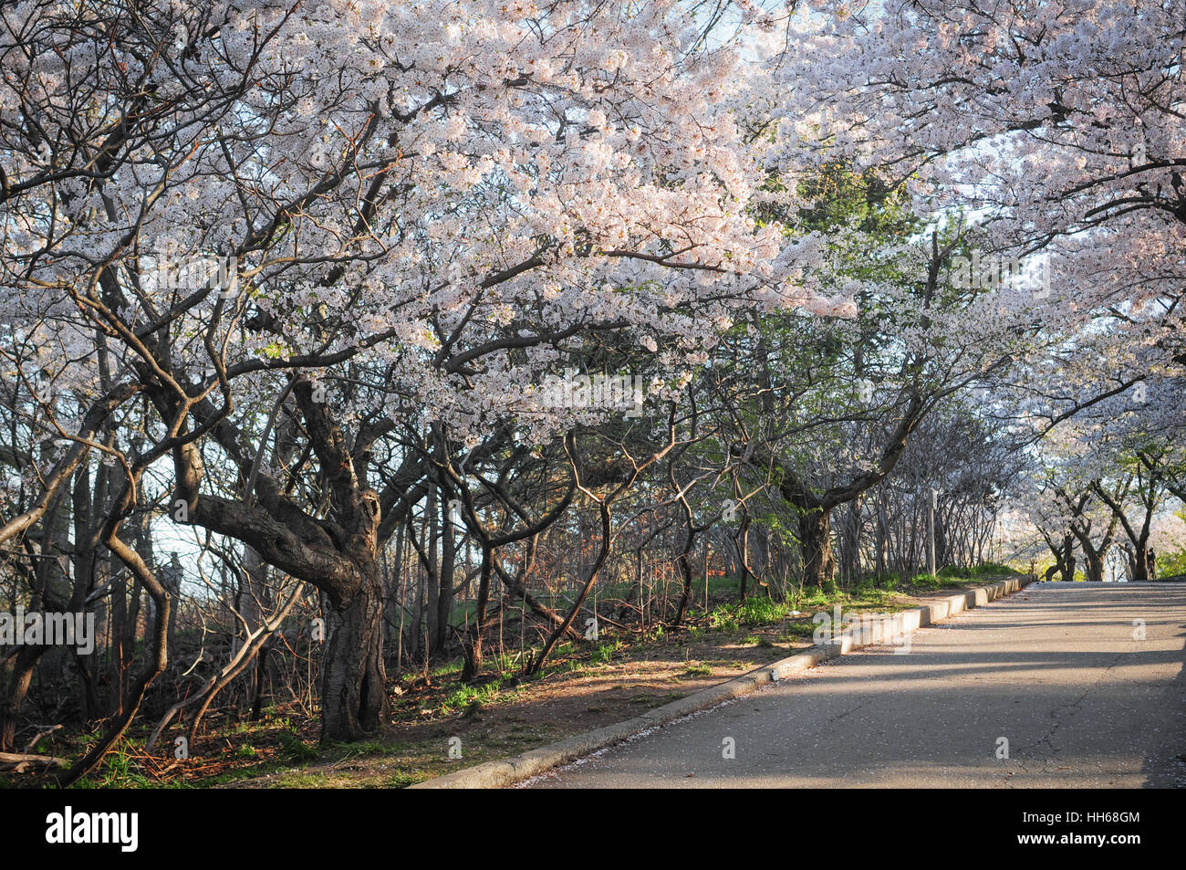 Japanese cherry blossom trees in the morning light. Spring sunrise in ...