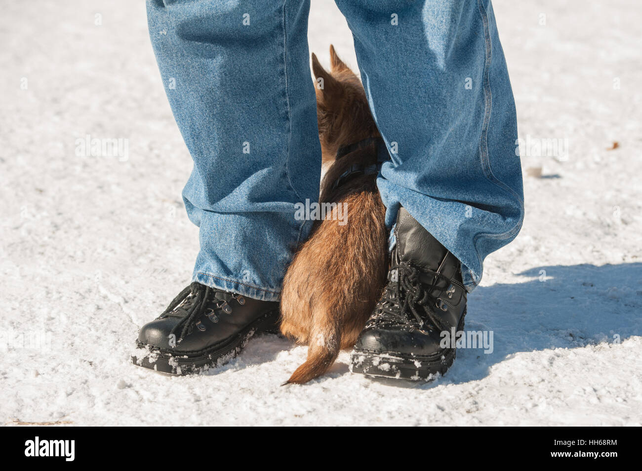 Cute Cairn Terrier puppy playing outside in cold winter snow. Young dog acting shy in the park on a sunny day and hiding between its owner's legs Stock Photo