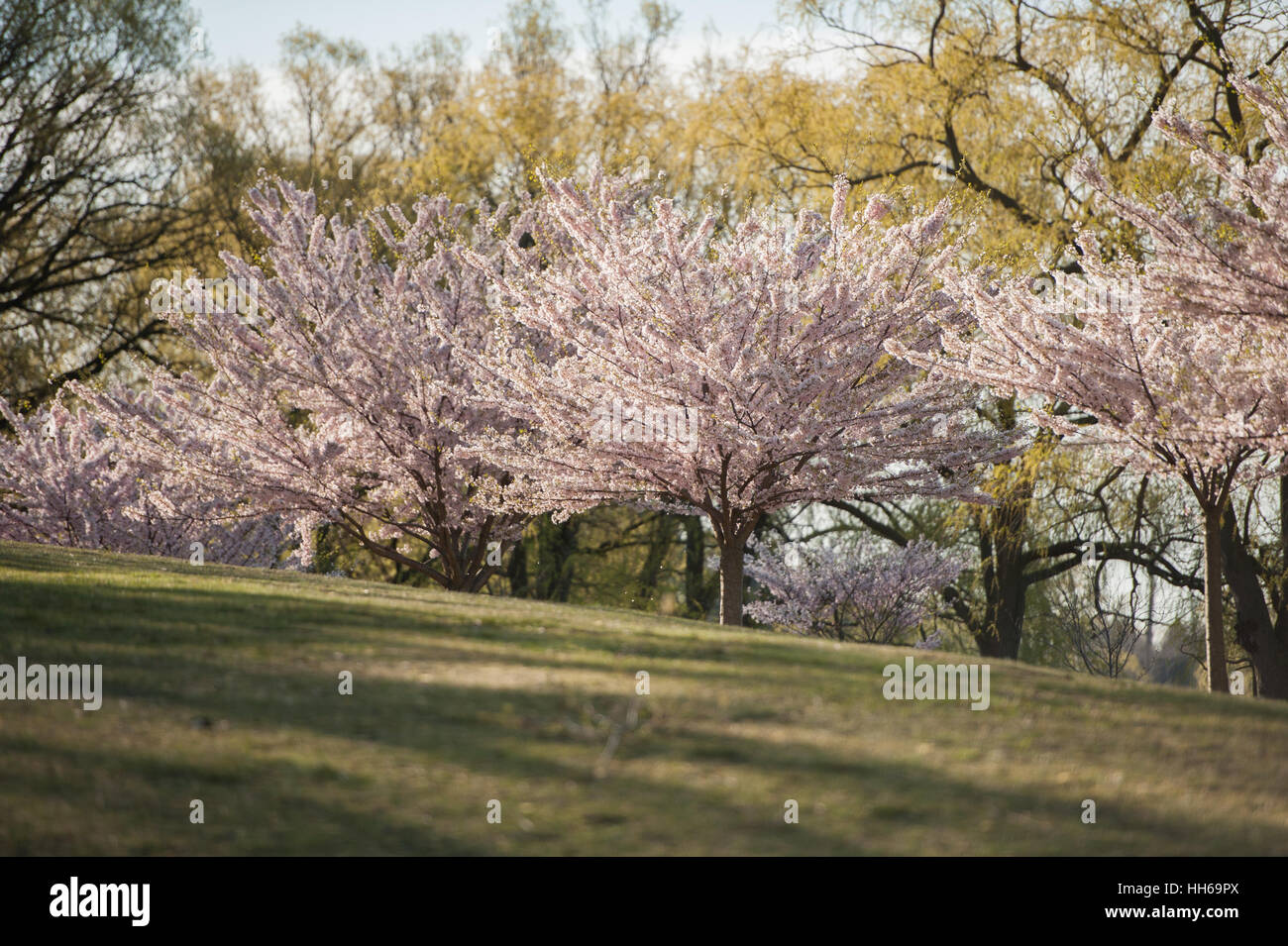 Japanese cherry blossom trees in the morning light. Spring sunrise in ...
