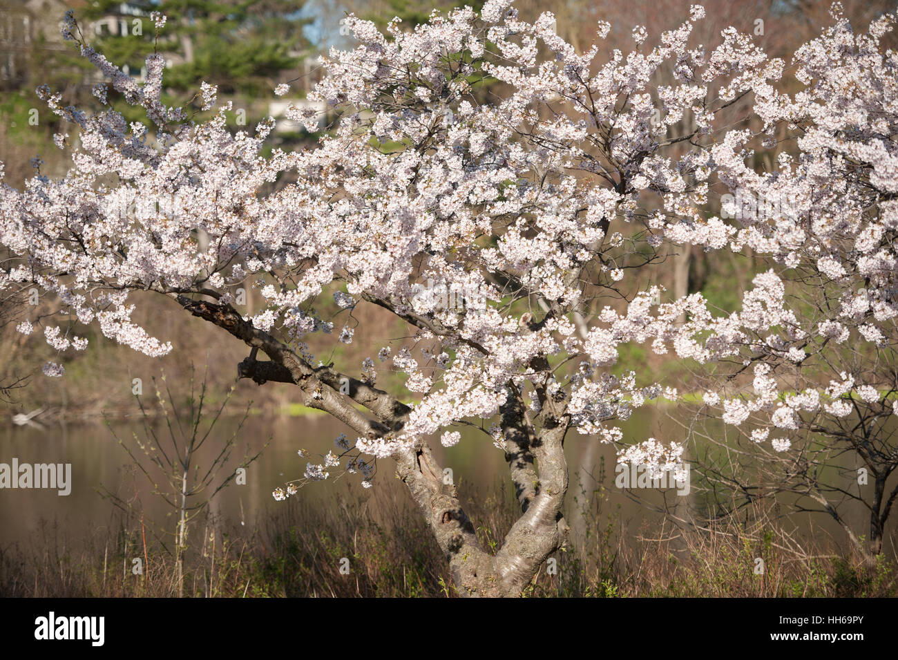 Japanese cherry blossom trees in the morning light. Spring sunrise in ...
