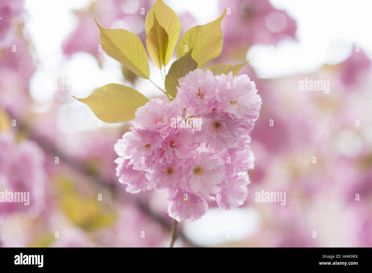 Japanese cherry blossom trees in the morning light. Flowering tree ...