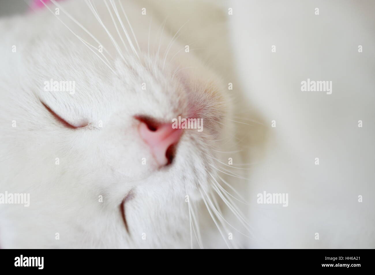 Close up sleeping lovely white cat Stock Photo