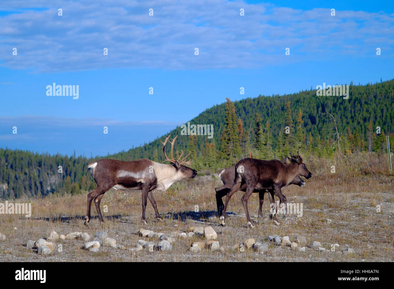 Healthy animal wildlife hi-res stock photography and images - Alamy