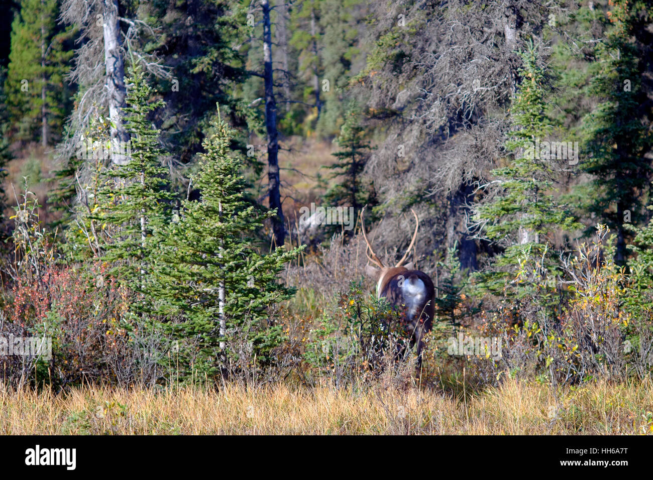 Healthy animal wildlife hi-res stock photography and images - Alamy