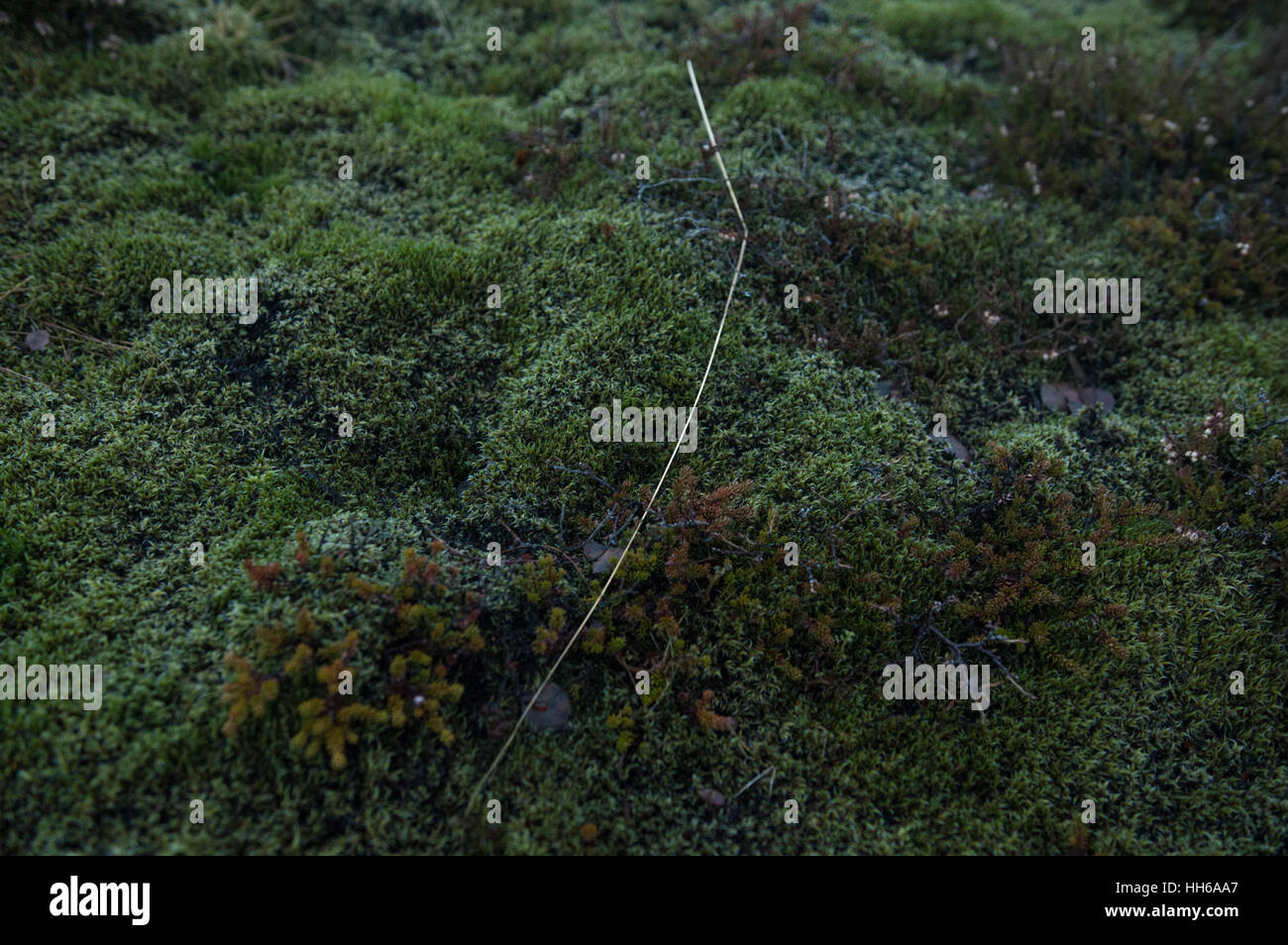 Green moss and a fallen shoot of grass on an Icelandic heath in wintertime. Stock Photo