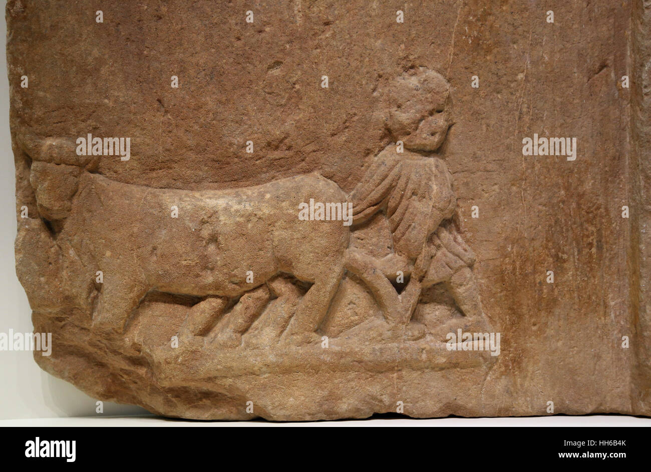 Roman Hispania. Tilling the Land. Relief. 1st C. Sandstone. Man driving a yoke of oxen. Castulo, Linares, Jaen, Spain. National Archaeological Museum, Stock Photo