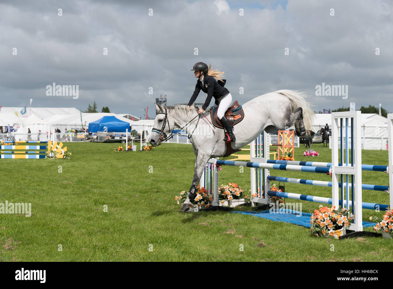 Showjumper horse hires stock photography and images Alamy