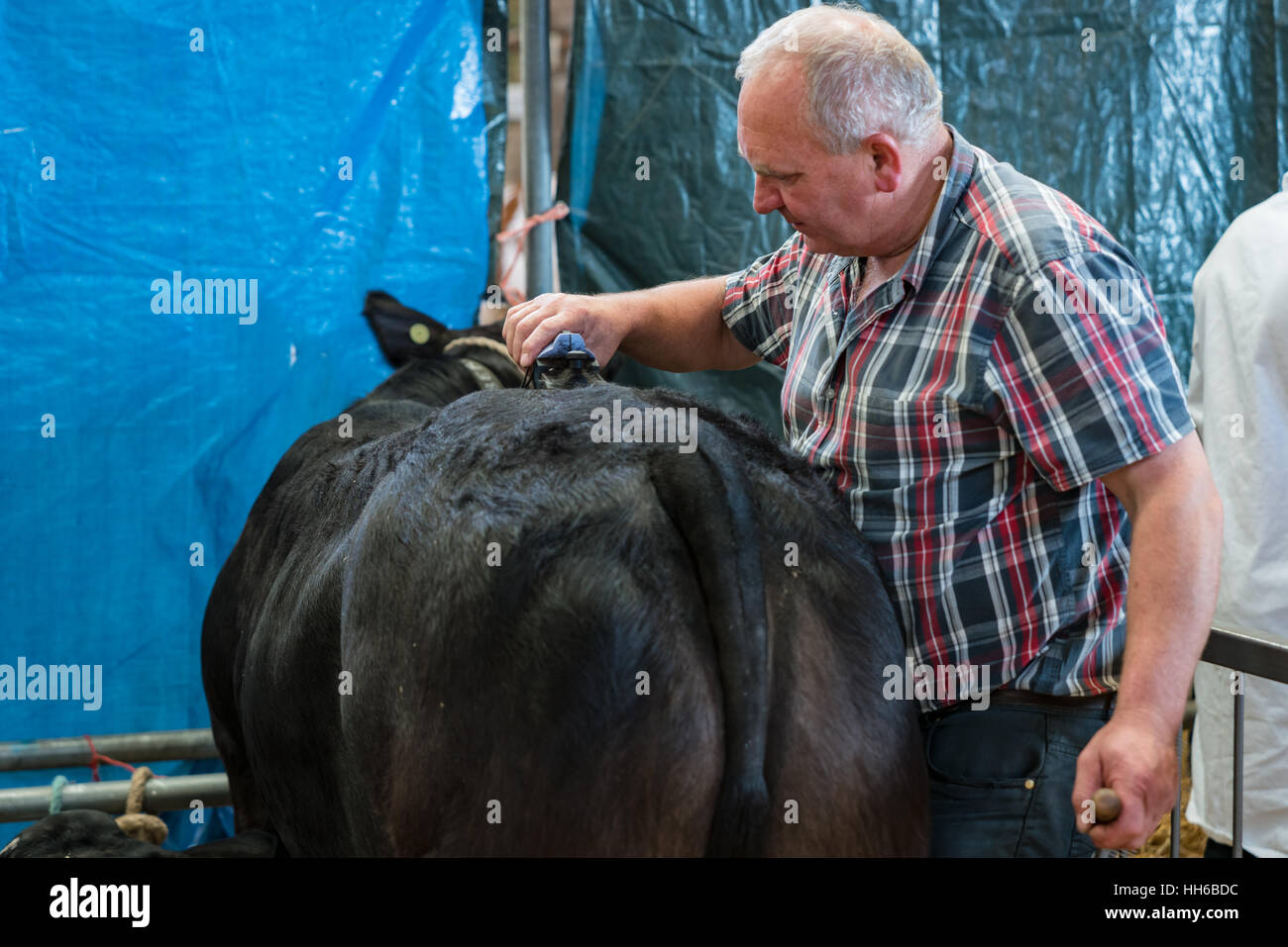 Grooming a black cow ready for competition at the Anglesey Show Stock Photo