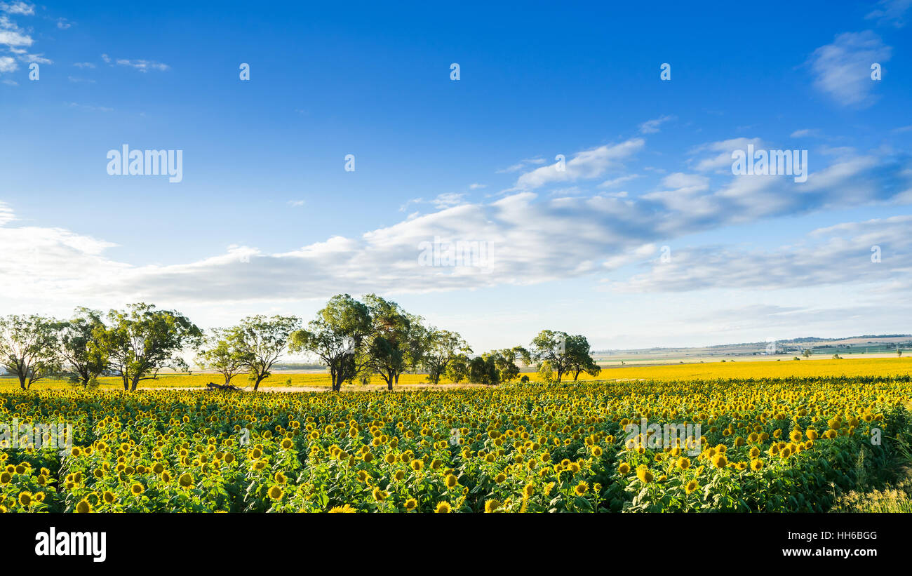 Warwick field hires stock photography and images Alamy