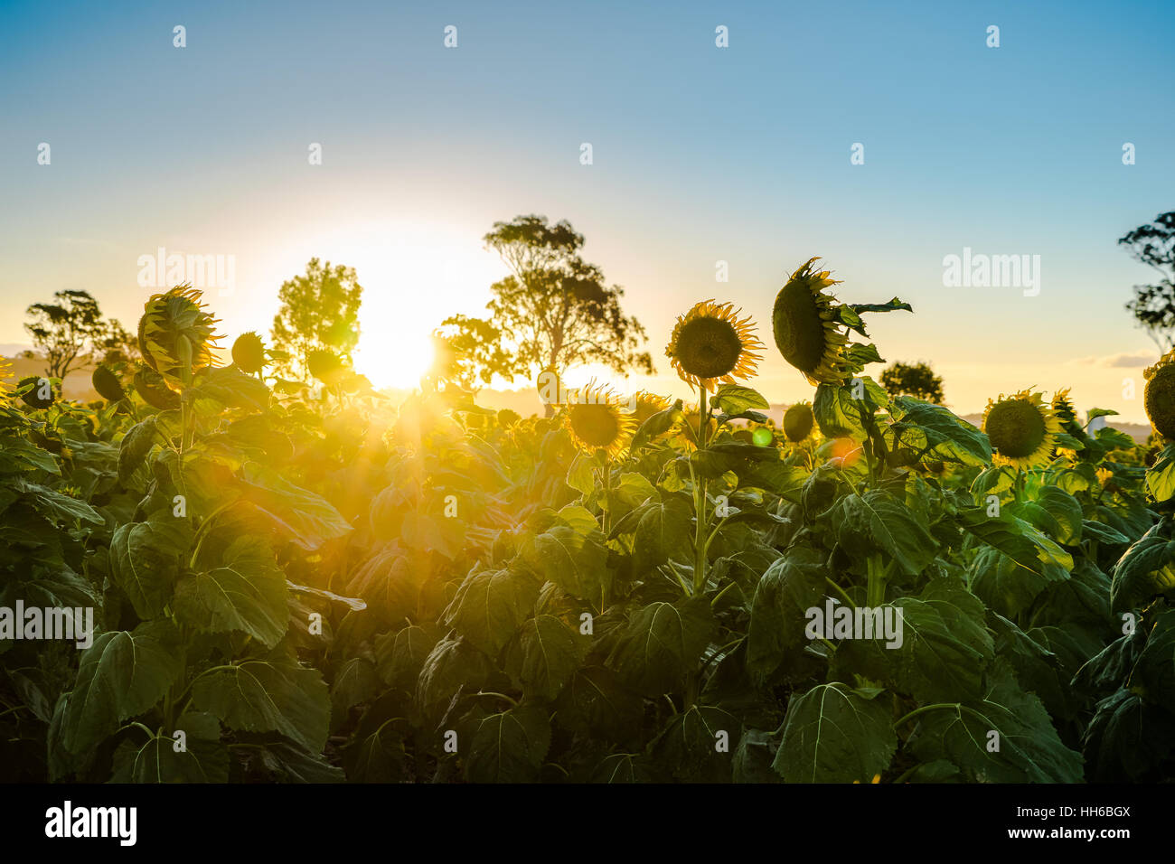 Sunset and the Sun breaking through the field of sunflowers Stock Photo