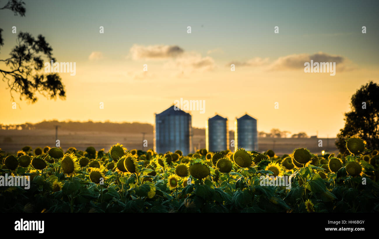 Field of Sunflowers with silos at sunset Stock Photo