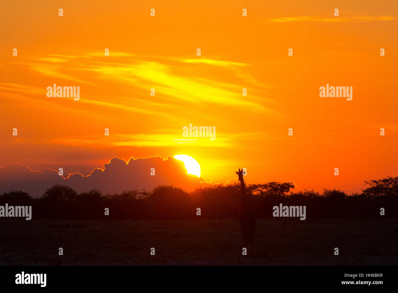 Etosha National Park, Namibia. Giraffe (Giraffa camelopardalis) silhouetted against the setting sun. Stock Photo