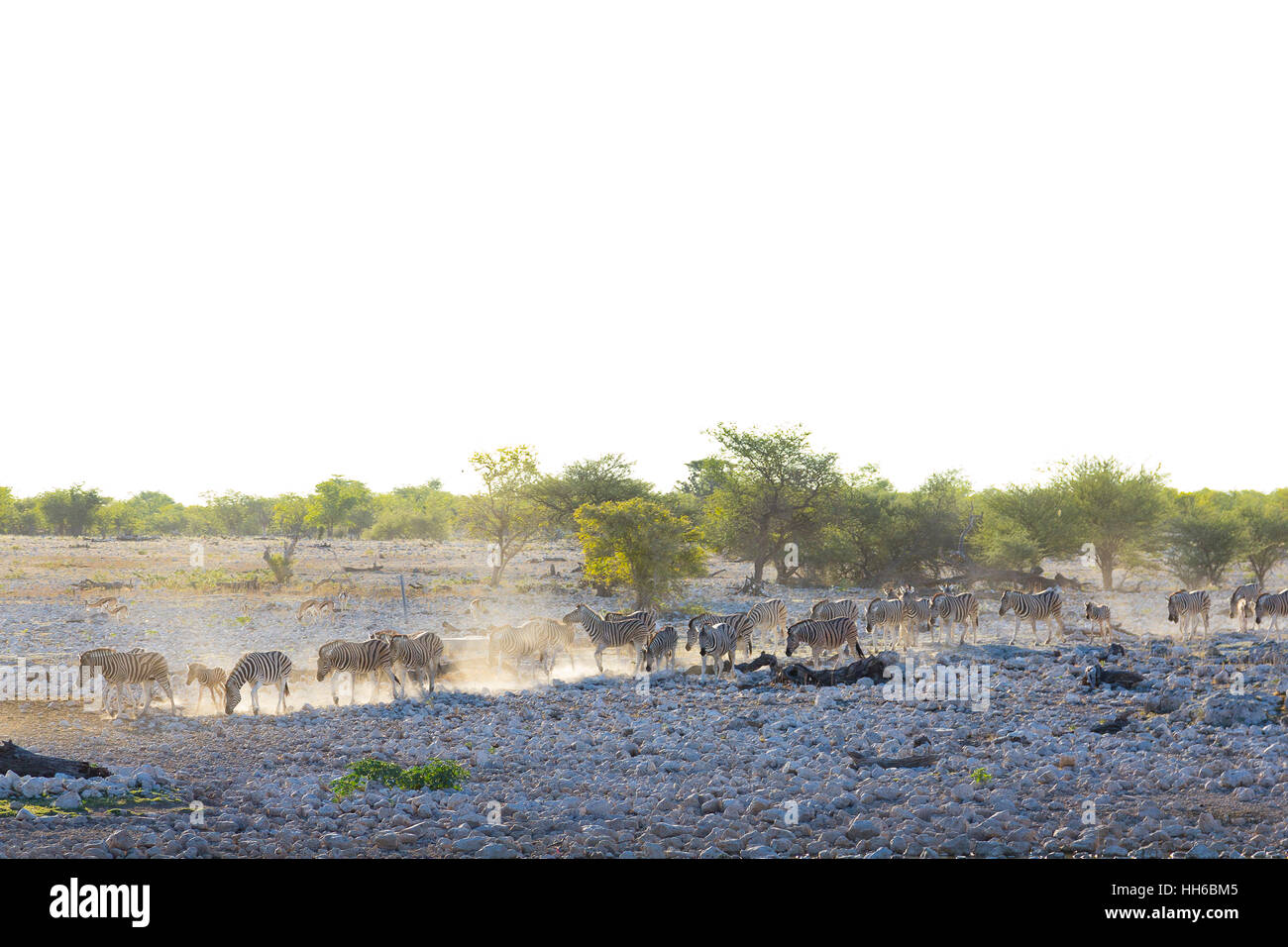 Etosha National Park, Namibia. Herd of zebra creating dust clouds as they walk across a chalky plain. Stock Photo