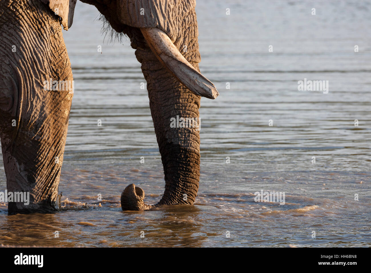 Etosha National Park, Namibia. African elephant (Loxodonta africana) trunk detail. Stock Photo