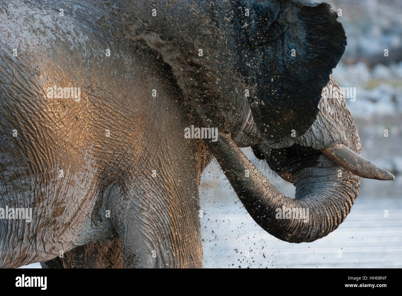 Etosha National Park, Namibia. A male elephant (loxodonta africana) cools down with a mud bath. Stock Photo