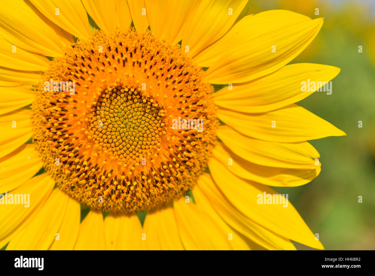 Sunflowers bloom in garden on the autumn. Seed of sunflowers have