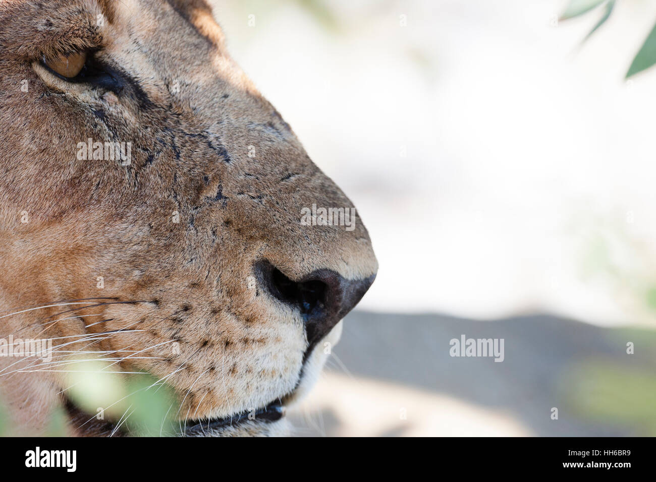Etosha National Park, Namibia. Female lion in profile. Stock Photo