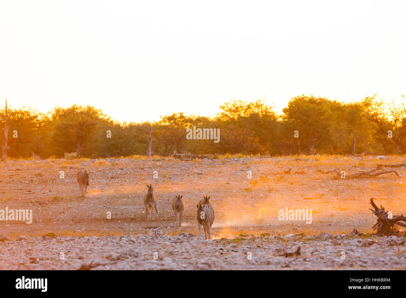 Etosha National Park, Namibia. Small herd of zebra crossing the plain at sunset. Stock Photo