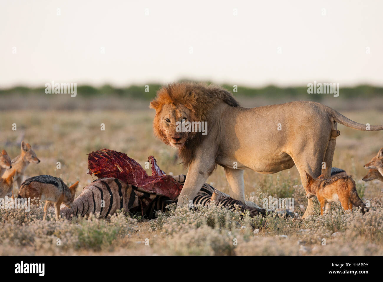 Lion Eating Zebra Clipart