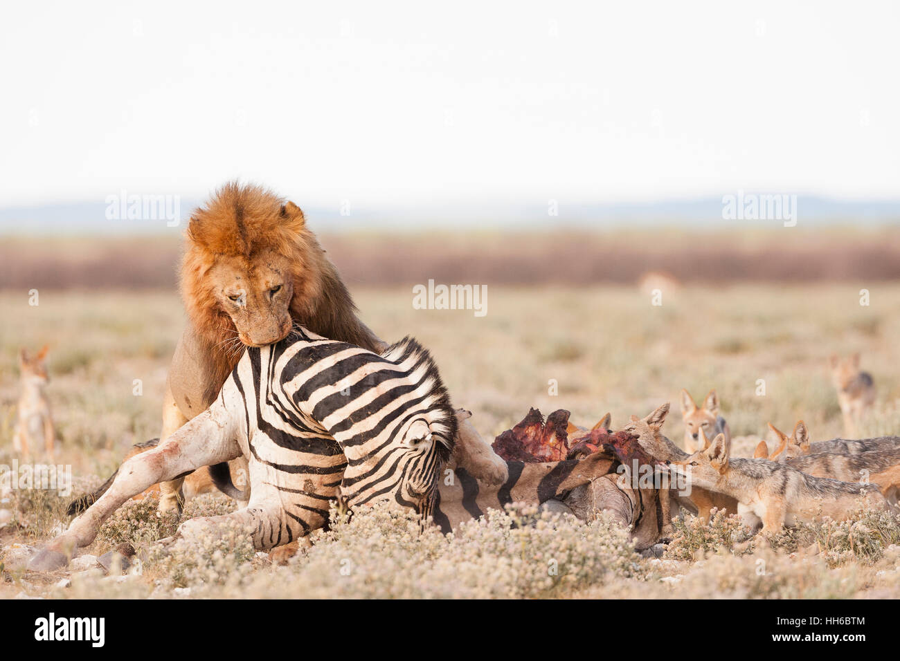 Etosha National Park, Namibia. A large male lion picks up a dead zebra and moves it away from watching black-backed jackals. Stock Photo