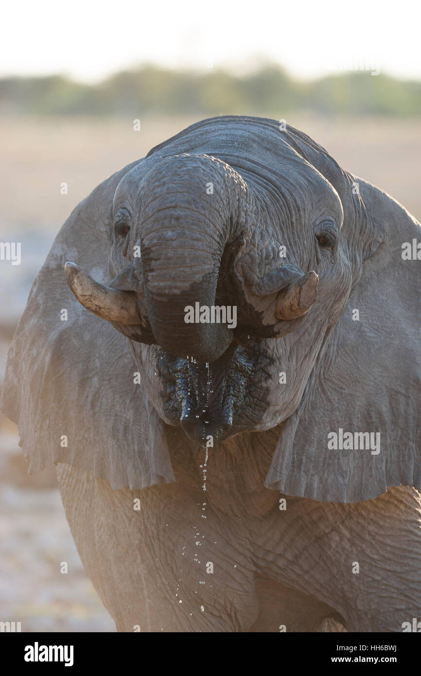 Etosha National Park, Namibia. African elephant (Loxodonta africana) drinking. Stock Photo