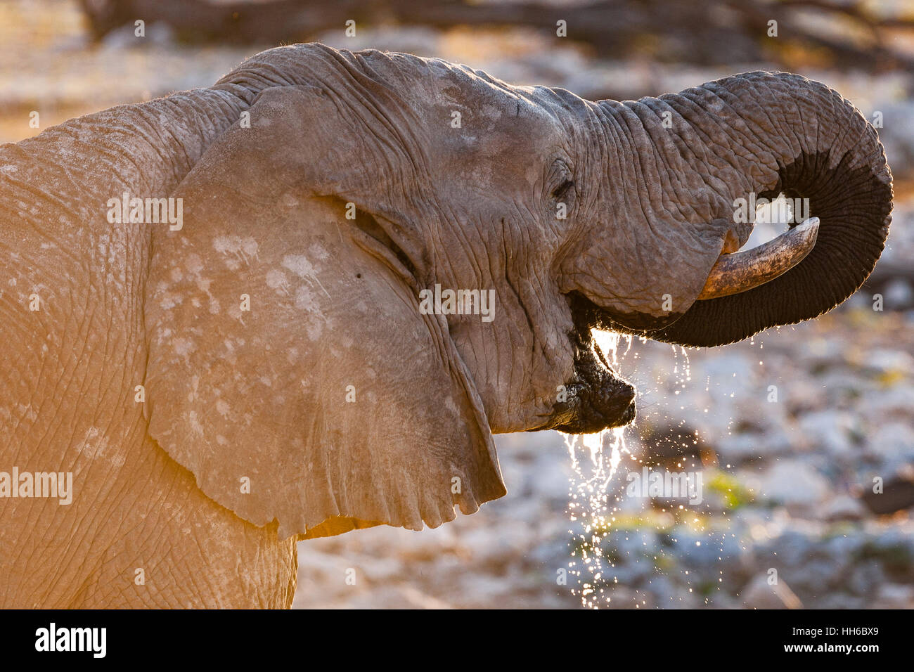 Etosha National Park, Namibia. African elephant drinking. Stock Photo