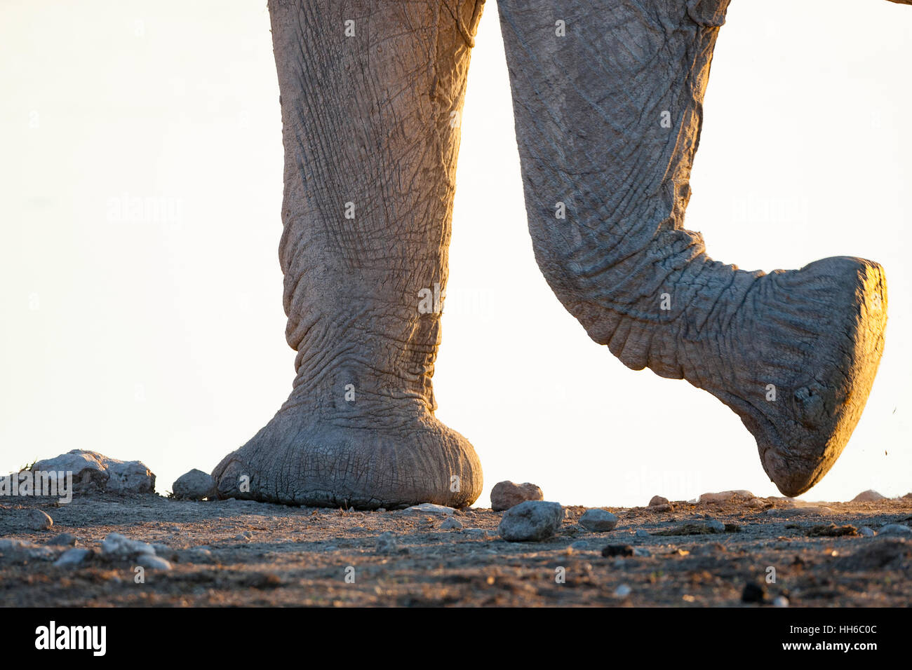 Etosha National Park, Namibia. ETOSHA, NAMIBIA Detail of African elephant (Loxodonta africana) walking in habitat at sunset. Stock Photo