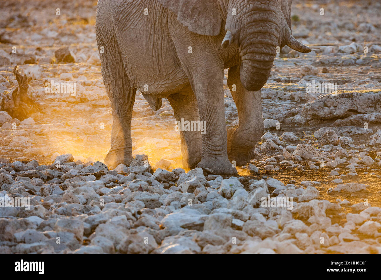 Etosha National Park, Namibia. Detail of elephant feet kicking up dust at sunset. Stock Photo