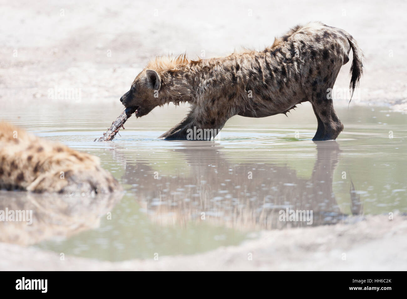 Etosha National Park, Namibia. Spotted hyena (Crocuta crocuta) playing with stick in water. Stock Photo