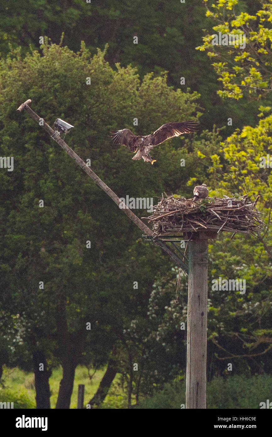LEICESTERSHIRE, UK Male osprey (pandion haliaetus) returning to nest with fish. Above and to the left of the nest is a webcam. Stock Photo