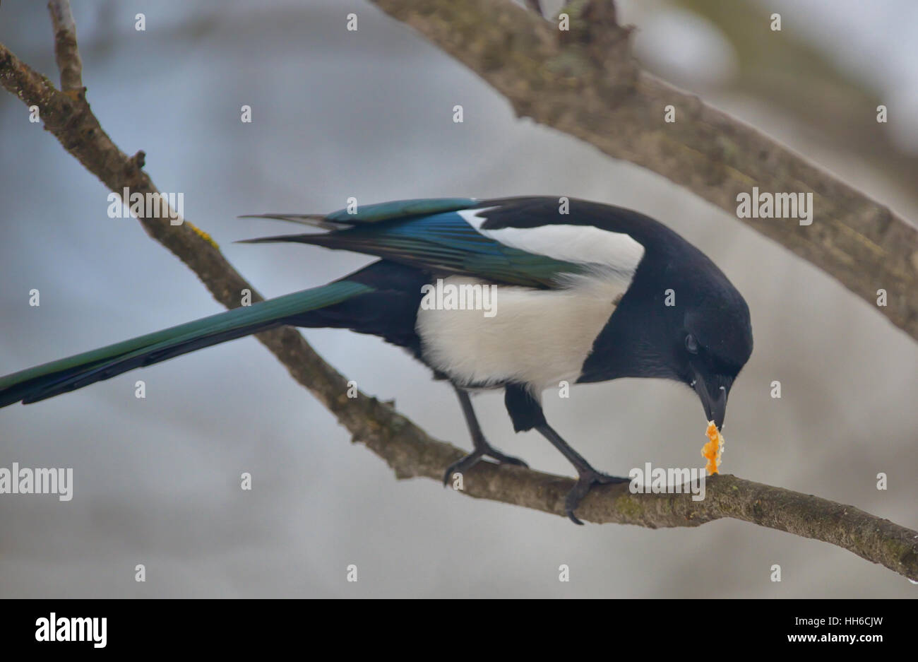 Common Magpie on tree brunch in winter time Stock Photo