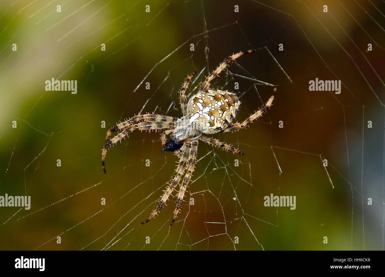Spider sitting on its web closeup Stock Photo
